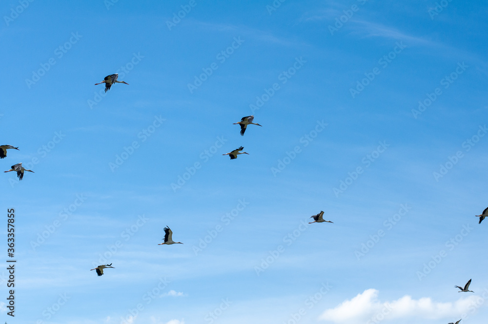 Large group of storks in the sky over a farm field panorama, selective focus Large group of storks in the sky over a farm field panorama, selective focus