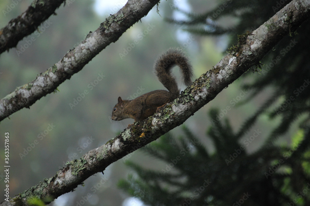 Little squirrel known in the South of Brazil as Serelepe - Sciurus ingrami.