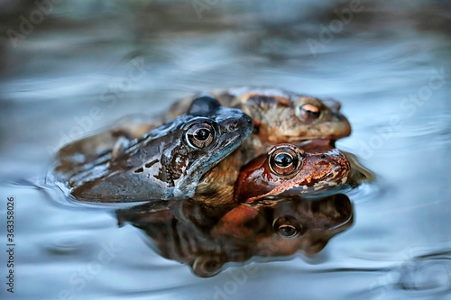 moor frogs amplexus with toad photo