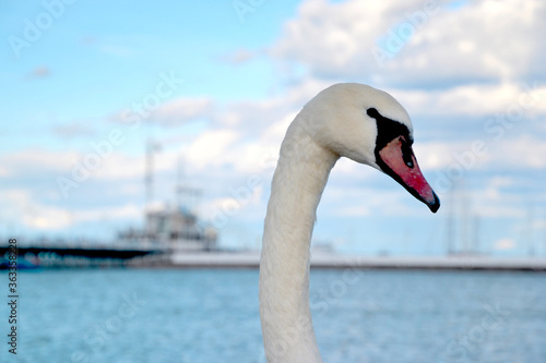 Head and neck close-up white swans  Cygnus olor . Beautiful majestic swan on the North Sea coast.