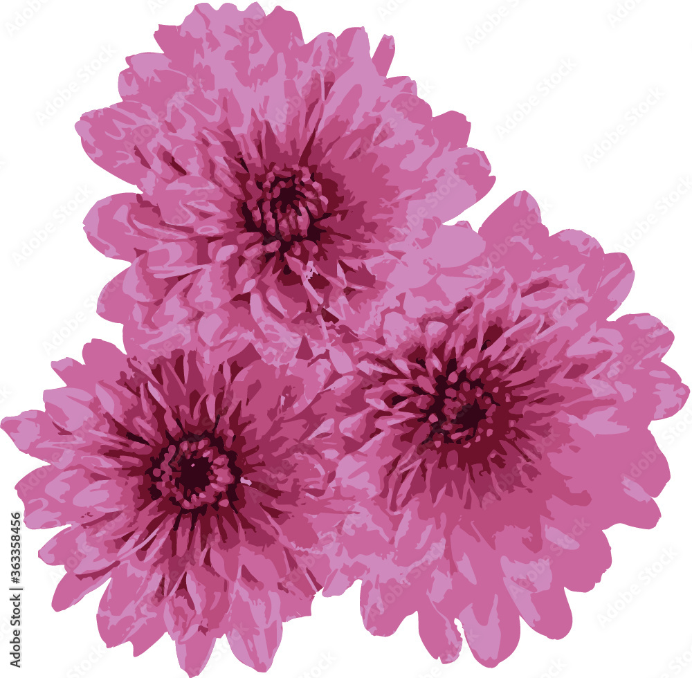 Pink China Aster Vector from foto flower isolated
