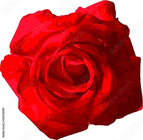 red rose Vector from foto flower isolated