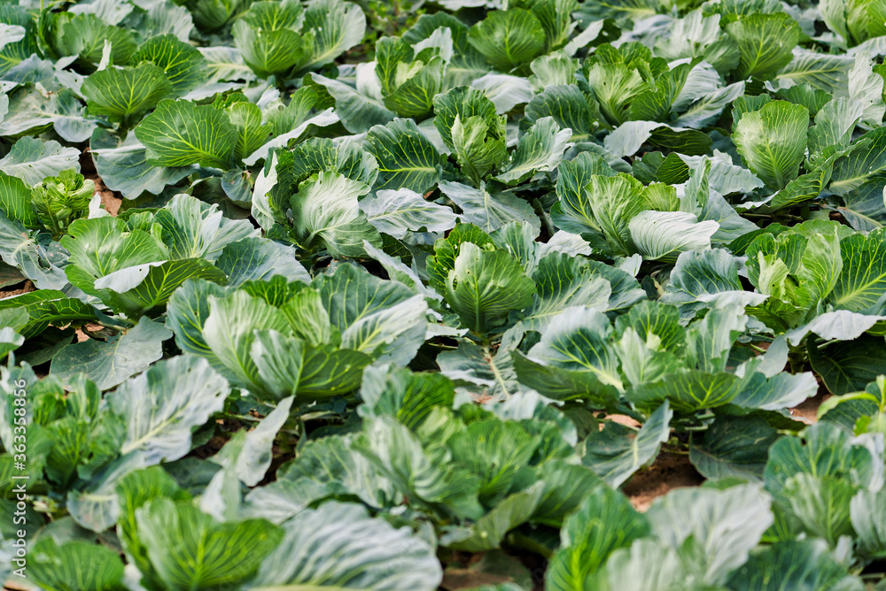 Fresh cabbage in the agricultural farm. Fresh cabbage in the agricultural farm.