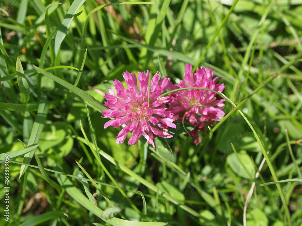 Summer flowers in bloom