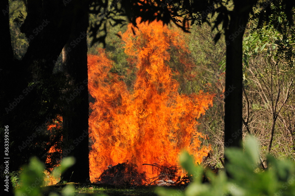 Criminal forest fire. Practice still common in Brazil.