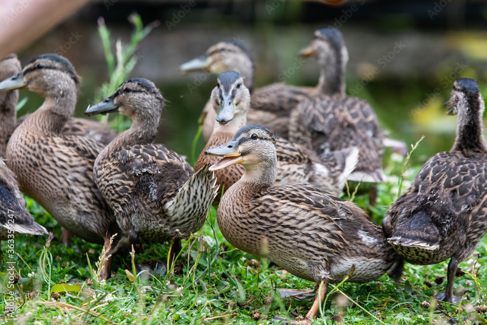 Adult female mallard duck and ducklings play about in and around a typical English pond during a wet summers day. Adult female mallard duck and ducklings play about in and around a typical English pond during a wet summers day.