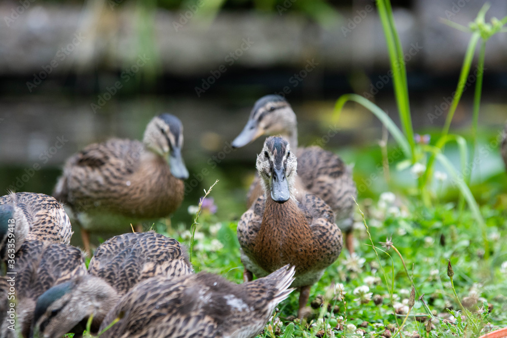 Adult female mallard duck and ducklings play about in and around a typical English pond during a wet summers day.