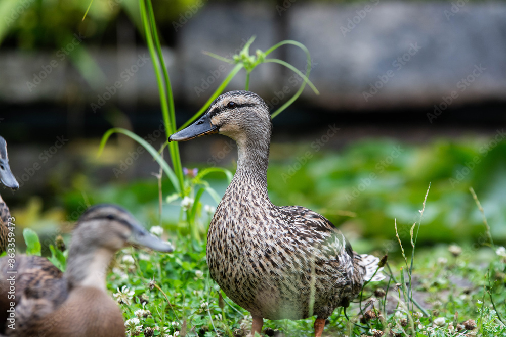 Adult female mallard duck and ducklings play about in and around a typical English pond during a wet summers day. Adult female mallard duck and ducklings play about in and around a typical English pond during a wet summers day.