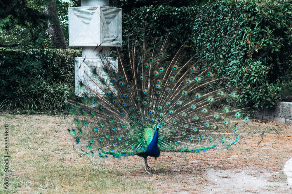Obraz premium Blue peacock with bright colored tail 