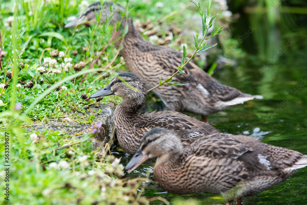Adult female mallard duck and ducklings play about in and around a typical English pond during a wet summers day. Adult female mallard duck and ducklings play about in and around a typical English pond during a wet summers day.