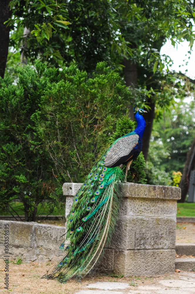 Obraz premium Blue peacock with bright colored tail in a green park