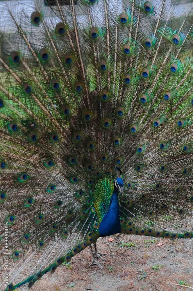 Obraz premium Blue peacock with bright colored tail 