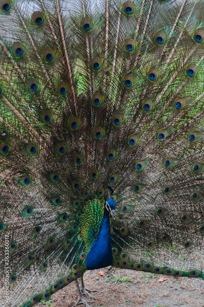 Obraz premium Blue peacock with bright colored tail 