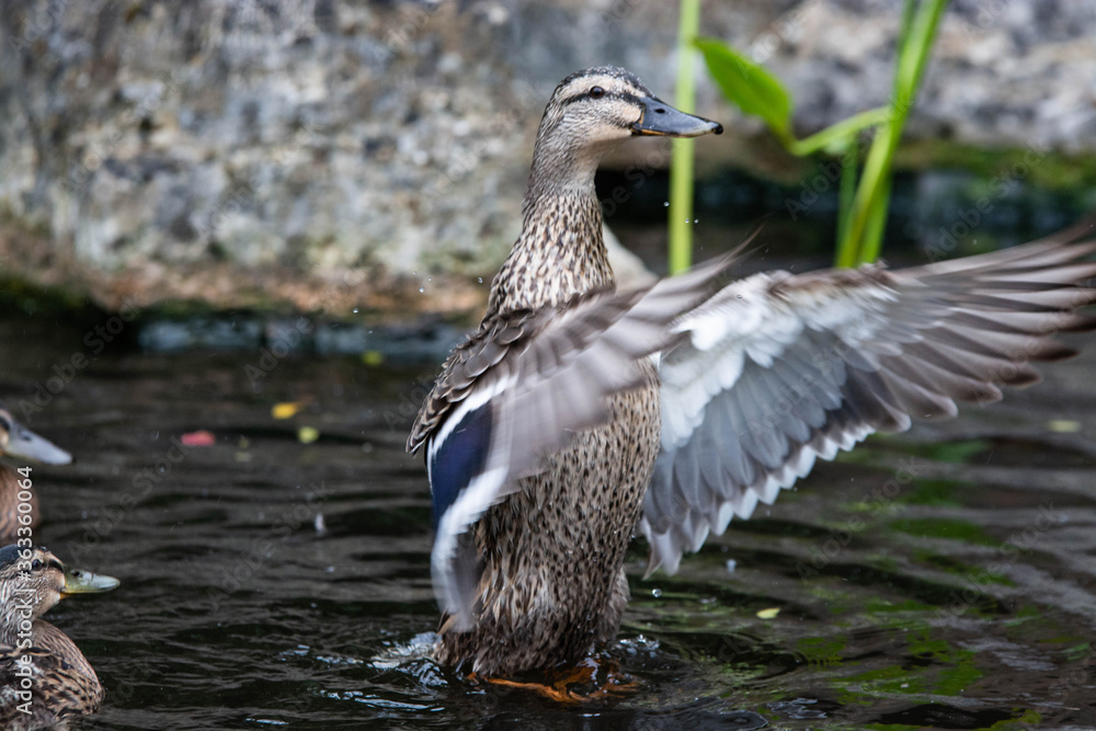 Adult female mallard duck and ducklings play about in and around a typical English pond during a wet summers day. Adult female mallard duck and ducklings play about in and around a typical English pond during a wet summers day.