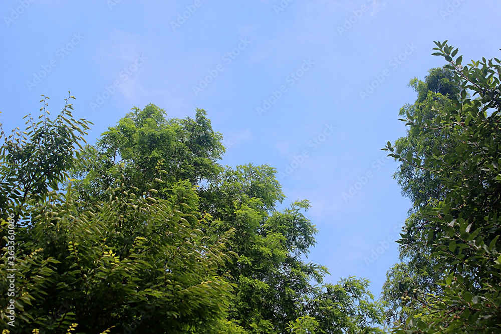 Obraz premium 나무가지 잎