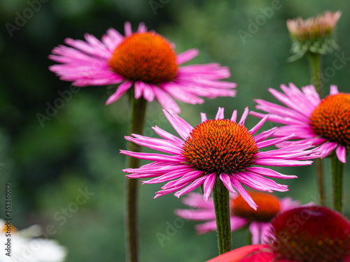 red and purple coneflowers (echinacea) in full bloom