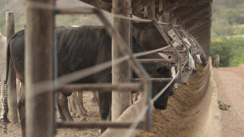 Herd of cattle feeding on silage and feed in the cement trough. Cattle
