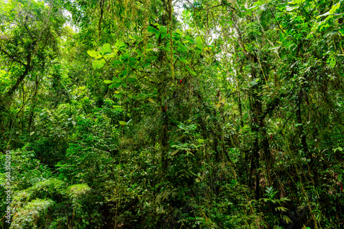 green rainforest background photo