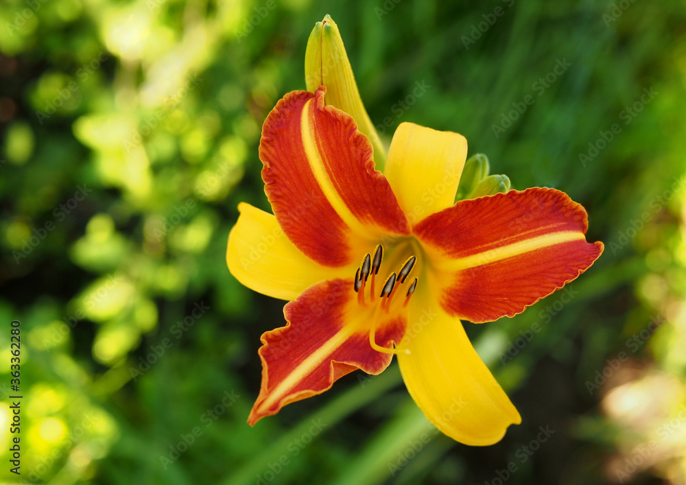 Obraz premium Bright flower on a natural green background