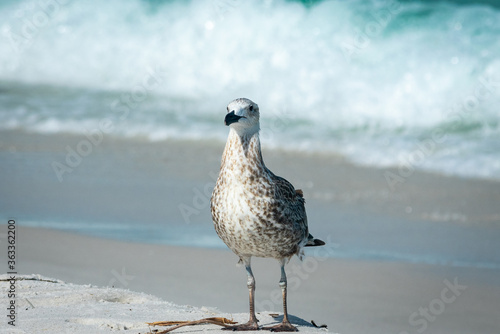 tropical seagull on the beach in brazil © AGORA Images