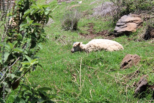 Una oveja acostad en grama  photo