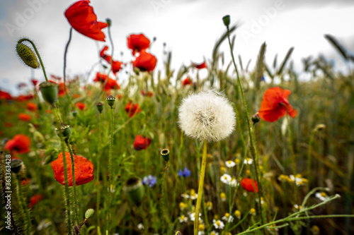 Mohn Blumen raken aus einem Getreidefeld heraus