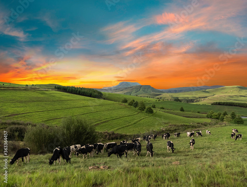 Cows in the grassland of Drakensberg Kwazulu Natal South Africa photo
