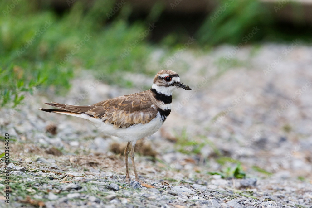 Killdeer, Charadrius vociferus, in stony field Killdeer, Charadrius vociferus, in stony field