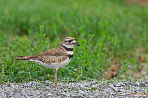 Killdeer, Charadrius vociferus, close view