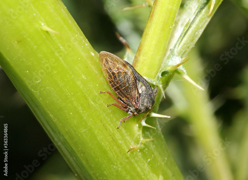 cicalina grigio bruna (Centrotus cornutus) photo