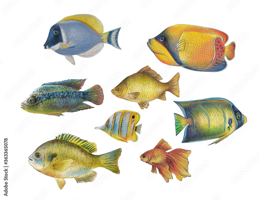 Fototapeta premium full side view of tropical fish hand drawing with color pencils isolated on white