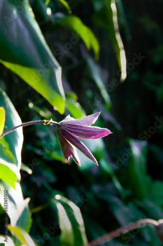 Clematis fioletowy subtelnie rozwijający się kwiat w ogrodzie na tle zieleni