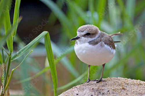 Snowy Plover, Charadrius nivosus, relaxed view photo