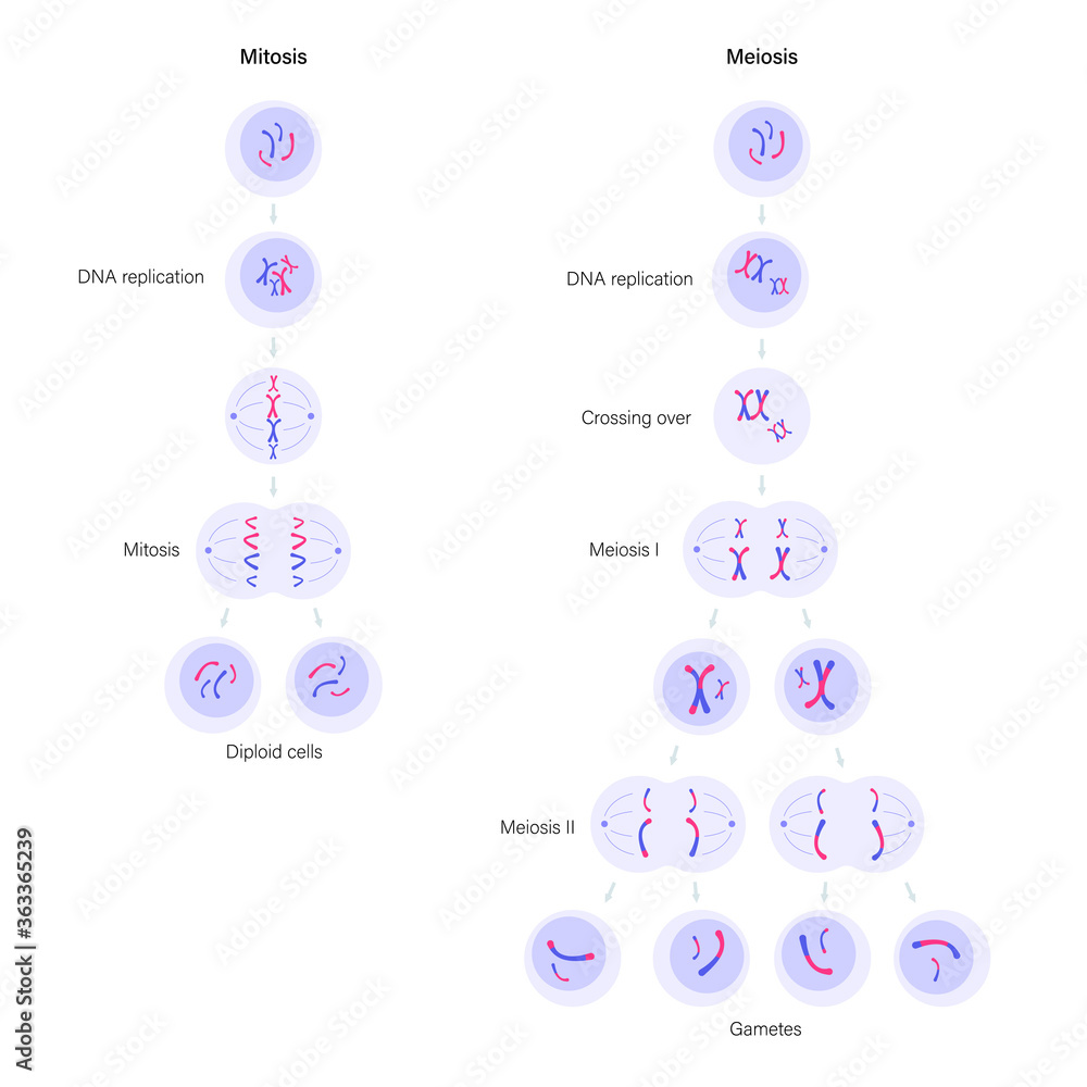 Meiosis - Molecular Biology of the Cell - NCBI Bookshelf Meiosis, Biology lesson