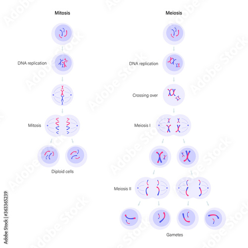 Mitosis and meiosis photo