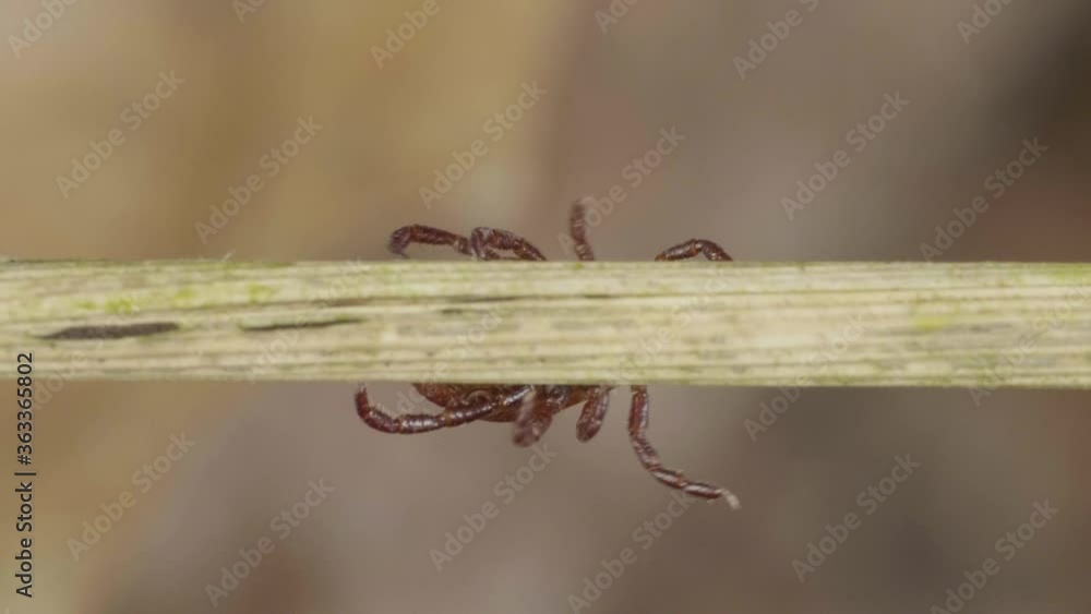 Blood-sucking mite creepes on the sprig of grass in the forest to find the victim Blood-sucking mite creepes on the sprig of grass in the forest to find the victim