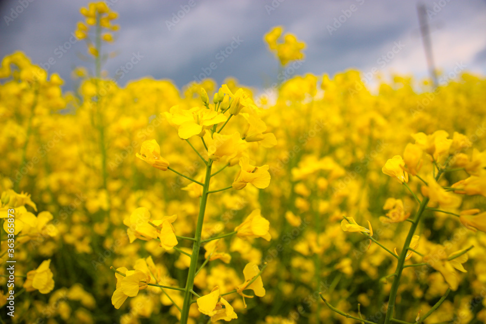 Obraz premium Closeup Macro Photo Of Yellow Rapeseed Flowering On Background Dark Sky With Thunderclouds
