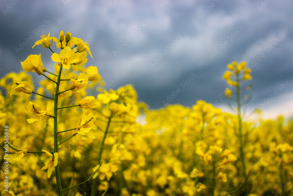 Closeup Macro Photo Of Yellow Rapeseed Flowering On Background Dark Sky With Thunderclouds