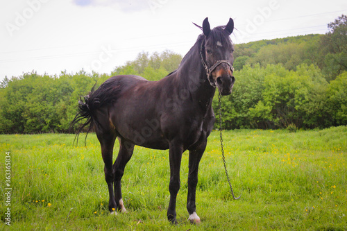 One Black Horse Grazing On A Leash In A Meadow © CuteIdeas