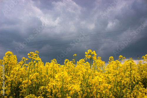 Closeup Macro Photo Of Yellow Rapeseed Flowering On Background Dark Sky With Thunderclouds