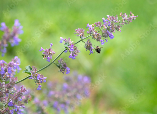 Fototapeta Naklejka Na Ścianę i Meble -  Bumble Bee on a Catmint Plant