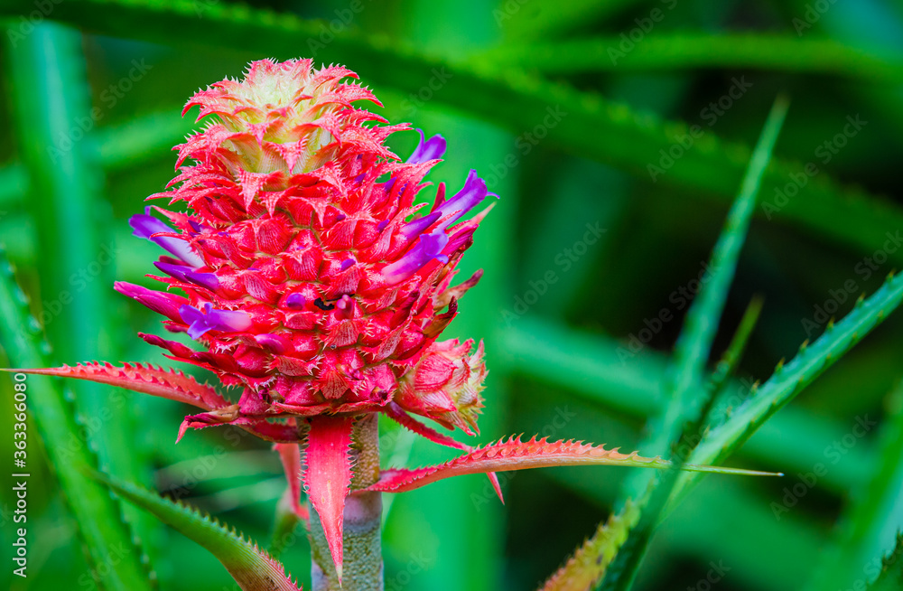 Beautiful pink and purple bromeliad in Hilo, Hawaii Beautiful pink and purple bromeliad in Hilo, Hawaii