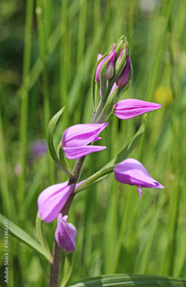 Obraz premium fiori delicati di un'orchidea selvatica (Cephalanthera rubra)