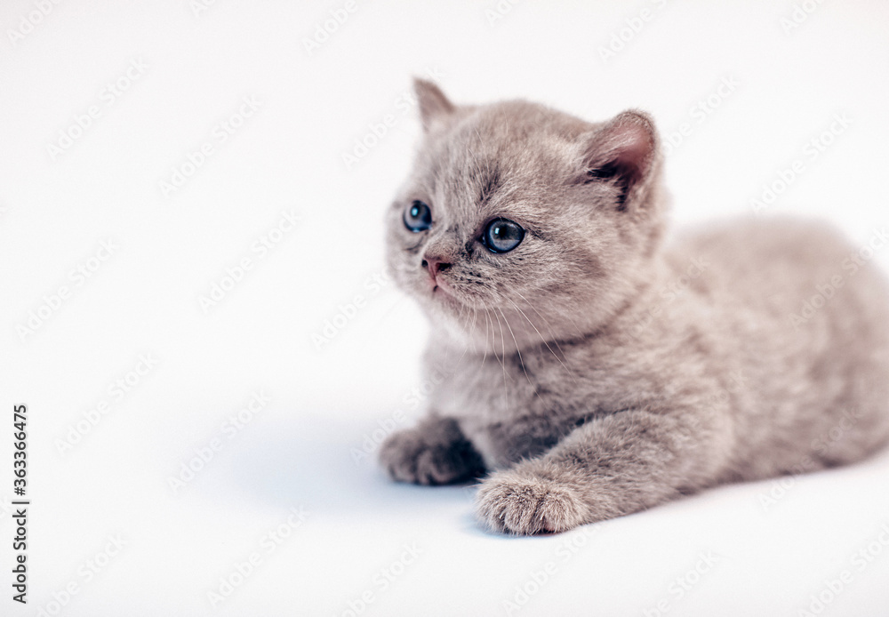 Cute baby tabby kitten. Cat. Cute baby tabby kitten. Cat.