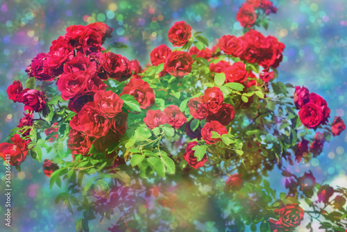 Blossom flowers bokeh- background header rose. Selective focus- soft lights pattern. Abstract defocused nature