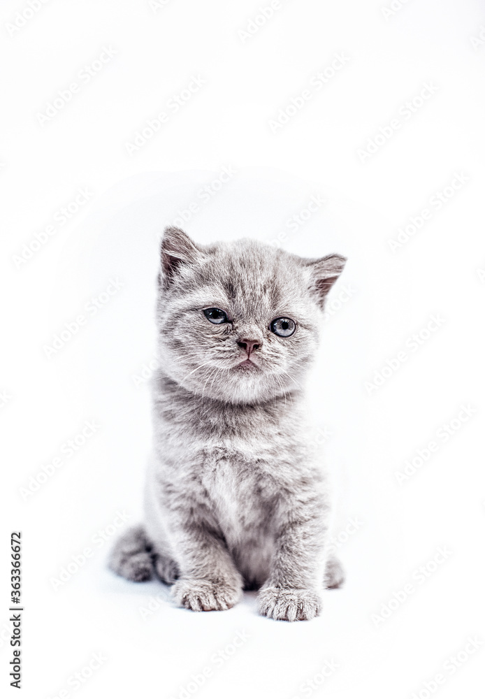 Gray British cat kitten. Kitten