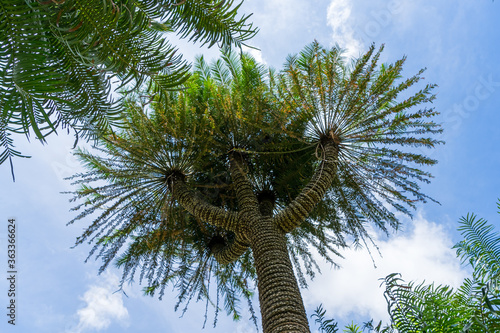 Looking up at tropical trees against blue sky  view from below. botanical garden  Kandy  Sri Lanka