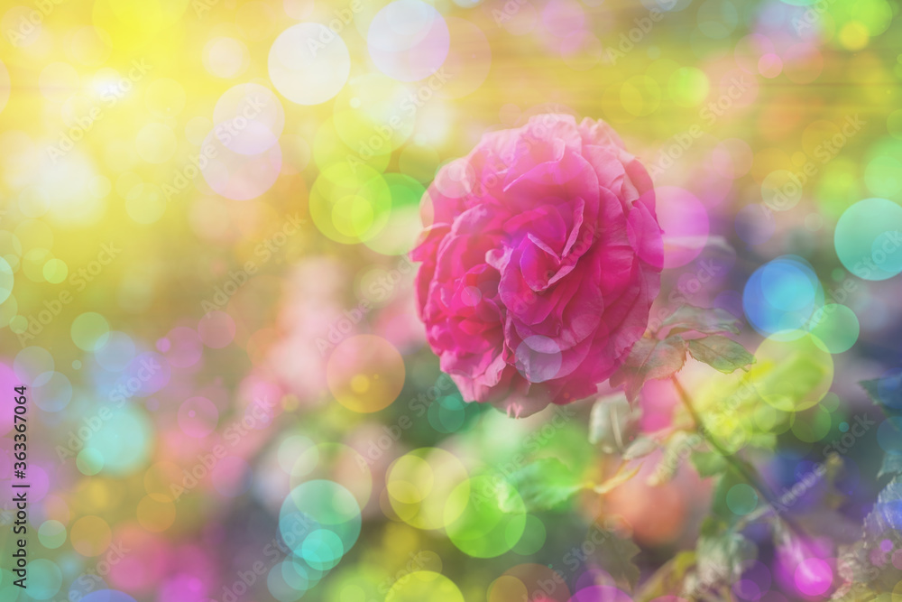 Blossom flowers bokeh- background header rose. Selective focus- soft lights pattern. Abstract defocused nature Blossom flowers bokeh- background header rose. Selective focus- soft lights pattern. Abstract defocused nature
