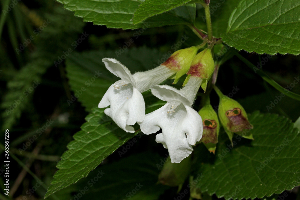 erba limona bianca (Melittis melissophyllum)