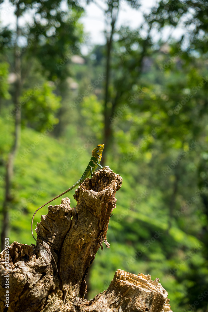 Isolated orange and green lizard on a tree stump. Ella, Sri Lanka. blurred jungle in the background Isolated orange and green lizard on a tree stump. Ella, Sri Lanka. blurred jungle in the background